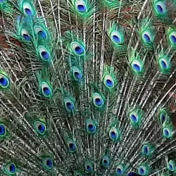 Bluebird Gap Farm - Hampton