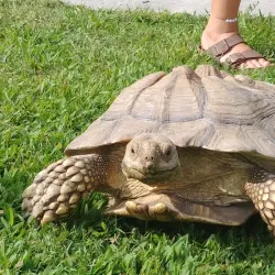 Bluebird Gap Farm - Hampton