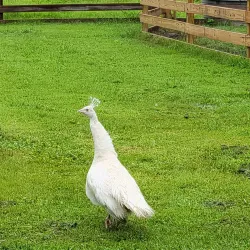 Bluebird Gap Farm - Hampton