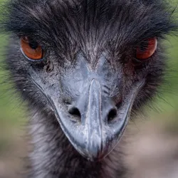 Bluebird Gap Farm - Hampton