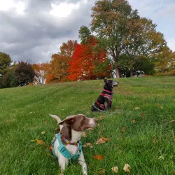 Purcell Park - Harrisonburg