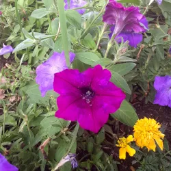 Riverside Park - Harrisonburg