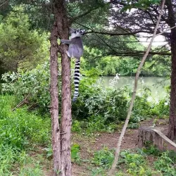 Leesburg Animal Park - Leesburg