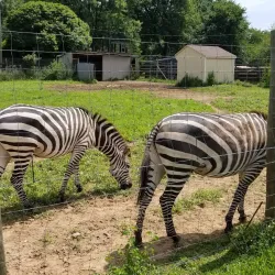 Leesburg Animal Park - Leesburg