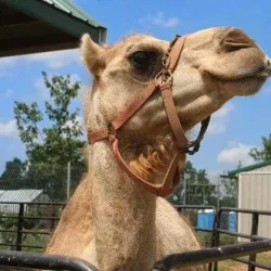 Leesburg Animal Park - Leesburg