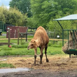 Leesburg Animal Park - Leesburg