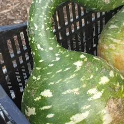 Manassas Farmers Market - Manassas