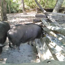 Claude Moore Colonial Farm - McLean