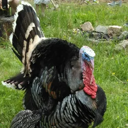 Claude Moore Colonial Farm - McLean