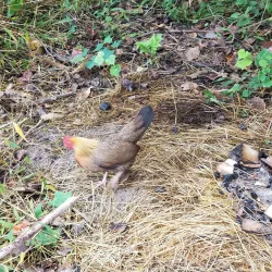 Claude Moore Colonial Farm - McLean