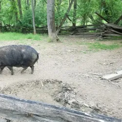 Claude Moore Colonial Farm - McLean