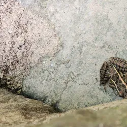 Potomac Heritage Trail - McLean