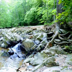 Scott's Run Nature Preserve - McLean