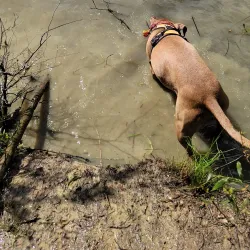 Beaverdam Park - Mechanicsville