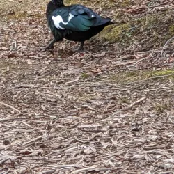 Beaverdam Park - Mechanicsville