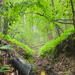 Mechanicsville Greenway Trail - Mechanicsville