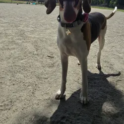 Clover Hill Park - Midlothian