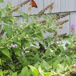 Montross Town Center - Montross