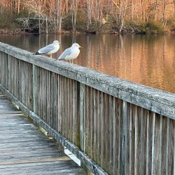 Newport News Park Marina - Newport News