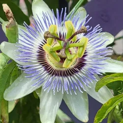 Norfolk Botanical Garden - Norfolk