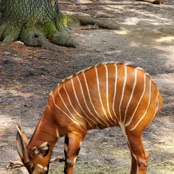 Virginia Zoo - Norfolk