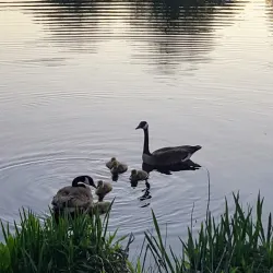 Lake Thoreau - Reston