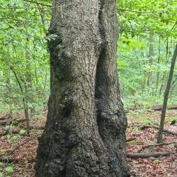 Walker Nature Center - Reston
