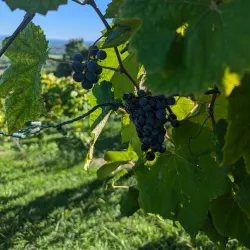 Bluemont Vineyard - Round Hill