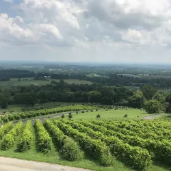 Bluemont Vineyard - Round Hill