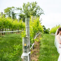 Loudoun County Wine Trail - Round Hill