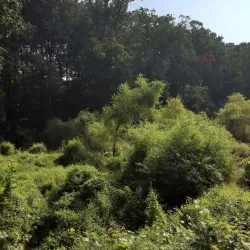 Washington & Old Dominion Railroad Regional Park (W&OD Trail) - Round Hill