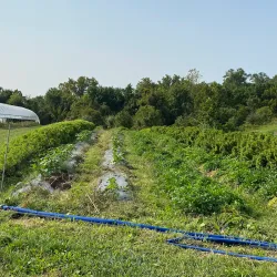 Willowsford Farm - South Riding