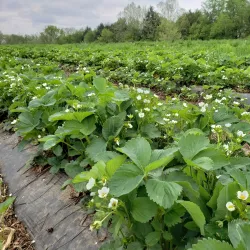 Willowsford Farm - South Riding