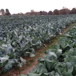 Willowsford Farm - South Riding