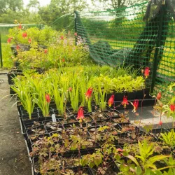 Willowsford Nature Preserve - South Riding