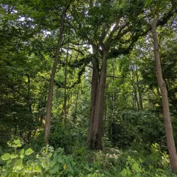 Caledon State Park - Stafford