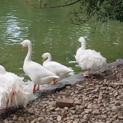 Gypsy Hill Park Zoo - Staunton