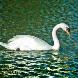 Gypsy Hill Park Zoo - Staunton