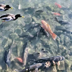 Gypsy Hill Park - Staunton