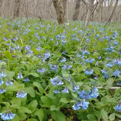 Shenandoah River State Park - Strasburg