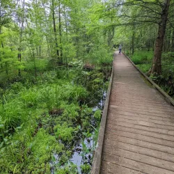 Great Dismal Swamp National Wildlife Refuge - Suffolk