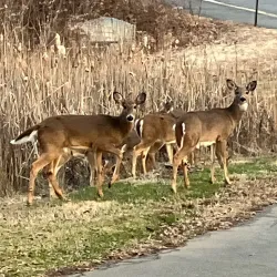 Nottoway Park - Vienna