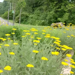 Vienna Community Center - Vienna