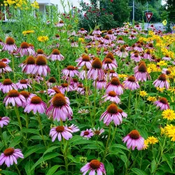 Vienna Town Green - Vienna