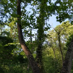 Chapman DeMary Trail - Warrenton