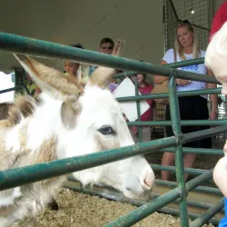 The Fauquier County Fairgrounds - Warrenton