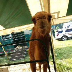 The Fauquier County Fairgrounds - Warrenton