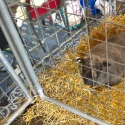 The Fauquier County Fairgrounds - Warrenton