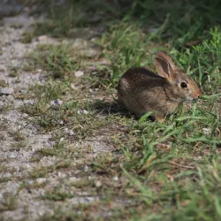 Occoquan Bay National Wildlife Refuge - Woodbridge
