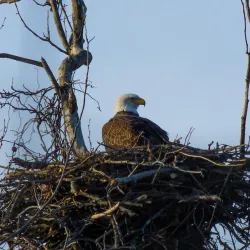 Occoquan Bay National Wildlife Refuge - Woodbridge